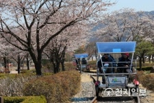 섬진강곡성기차마을 벚꽃 속 레일바이크 여행 떠나요