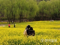 대구시 두류공원 노란 유채꽃 봄기운 흠뻑