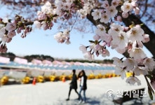 벚꽃축제 앞둔 호수공원