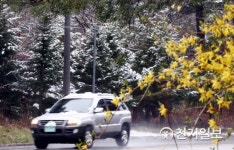 봄 겨울 공존하는 대관령