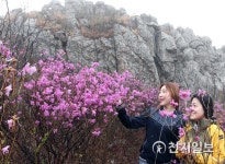 [강진] 주작산 진달래 비밀의 화원 같아