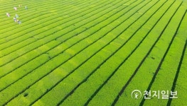 유기농 햇차 수확하는 아낙네들