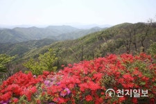 화순군, 청풍 화학산 고산 철쭉제 열린다