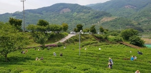 전통 차(茶)에 대한 모든 것 배운다