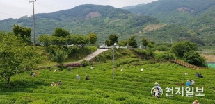 전통 차(茶)에 대한 모든 것 배운다