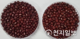 횡성군, 고품질 횡성 팥 생산 단지 육성