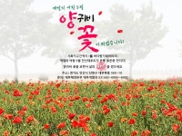 안산 대부도, 시화지구간척지 붉은 꽃양귀비 절정