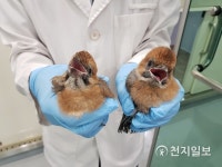 인천시 야생동물구조센터, 어린 야생동물 납치 말고 왓치(Watch) 하세요