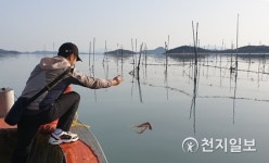 [신안] 알 품은 어미낙지 마을어장에 방류… 낙지 자원 증강 일석삼조 효과