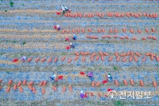 [지역명물] 먹는 산소 무안 양파… 풍부한 미네랄에 항균·살균효과도 탁월해요