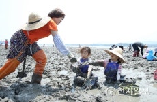 [강진] 칠량면 '쏙 잡이 체험행사' 호응 뜨거워