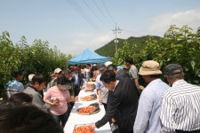 진도군, 체리 시범사업… 4년만에 본격 수확 나서