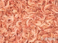 [인천] 강화군, 대표 특산품 새우젓 품질 끌어 올린다