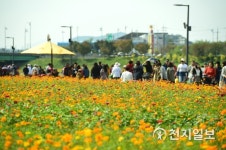 [장성] 올 가을 꽃길만 걸어요 장성 황룡강 노란꽃잔치 준비 한창
