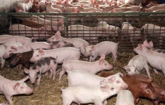 돼지열병 국내 첫 발생, 전국 돼지농장 48시간 이동중지