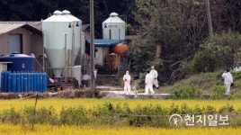 강화읍 ASF 확진 돼지농장 살처분 준비
