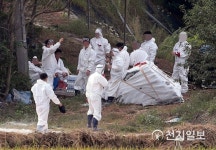 인천 강화군 돼지 3만 8천여마리 살처분 본격 돌입(종합)