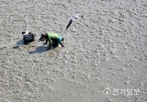 도심 갯벌에서 낙지잡는 어민