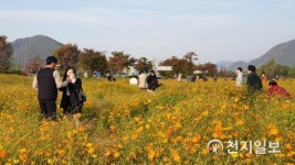 물의 정원 황화코스모스에 흠뻑 취한 나들이객