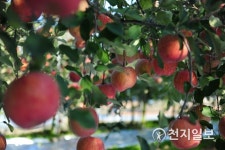 맛있는 장성 사과… 첫서리 맞고 더욱 달콤해요