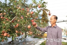 가을 사과 풍성한 결실