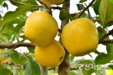 [지역명물] 황금사과 장성 대표 과일… 아삭아삭, 새콤달콤 맛에 반하다