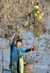 [강진] 병영면 전통어로법 가래치기로 고기잡아요
