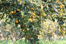 [지역명물] 오매! 이런 단감을 봤나… 피로회복, 눈 건강, 숙취 해소에도 좋아요