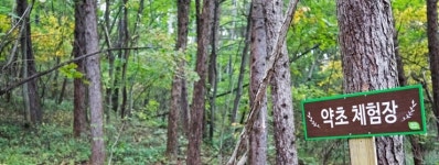 [잠시 떠나볼까] 자연의 힐링을 담다 홍천힐링캠프