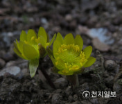강원도립화목원, 봄의 전령사 복수초 개화