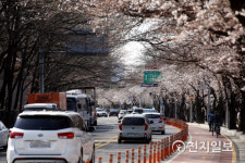[오늘의 한 컷] 아쉬운 봄