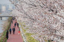 벚꽃길 산책하는 시민들