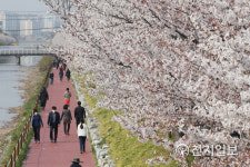 완연한 봄날 벚꽃길 산책