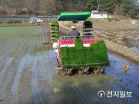 남원시, 주생면 낙동마을 첫 모내기