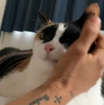 이효리 반려묘 공개