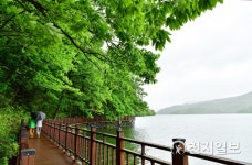 여름비 내리는 장성호 수변길