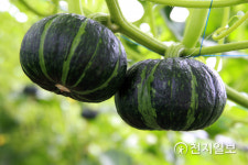 [지역명물] 건강지킴이 친환경 함평 쌀·농축산물, 국민 안심 먹거리로 앞장