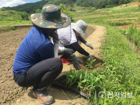 곡성군, 먹노린재 친환경방제 나서