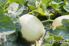 탐스럽게 익어가는 천안 수신멜론