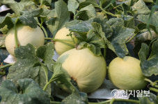 탐스럽게 익어가는 천안 수신멜론