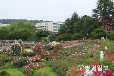조선대학교 장미원 꽃향기 가득