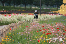 황룡강 꽃길 따라 라이딩 즐겨요