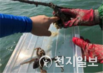 군산시, 주꾸미 산란장 조성… 어업인 소득창출 기대