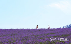정읍허브원, 라벤더꽃 30만주 만개 유혹