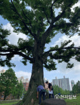 수원시, 장마철·자연재해 예방 위해 보호수 23그루 점검해