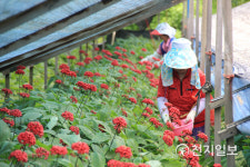 충남도 인삼 종자 채종, 아직 일러요