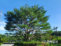 [천지포토] 안산 노적봉 폭포 공원