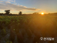 [천지포토] 시흥갯골공원에서 바라본 일출