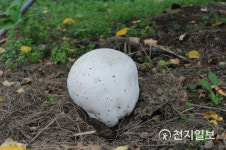 남원 사과농장서 희귀종 댕구알버섯 발견