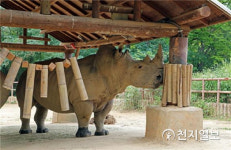 서울대공원, 멸종위기 남부흰뿔코뿔소 특별영상 공개